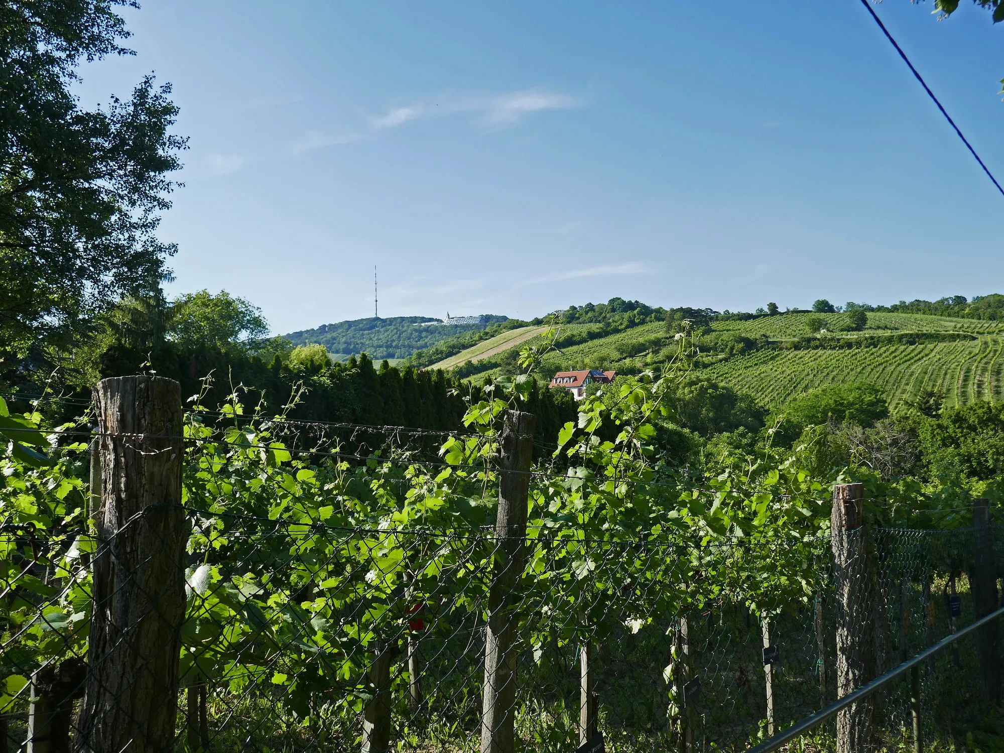 The vineyards above Grinzing along the Schreiberweg, rows of vines running up the hill.