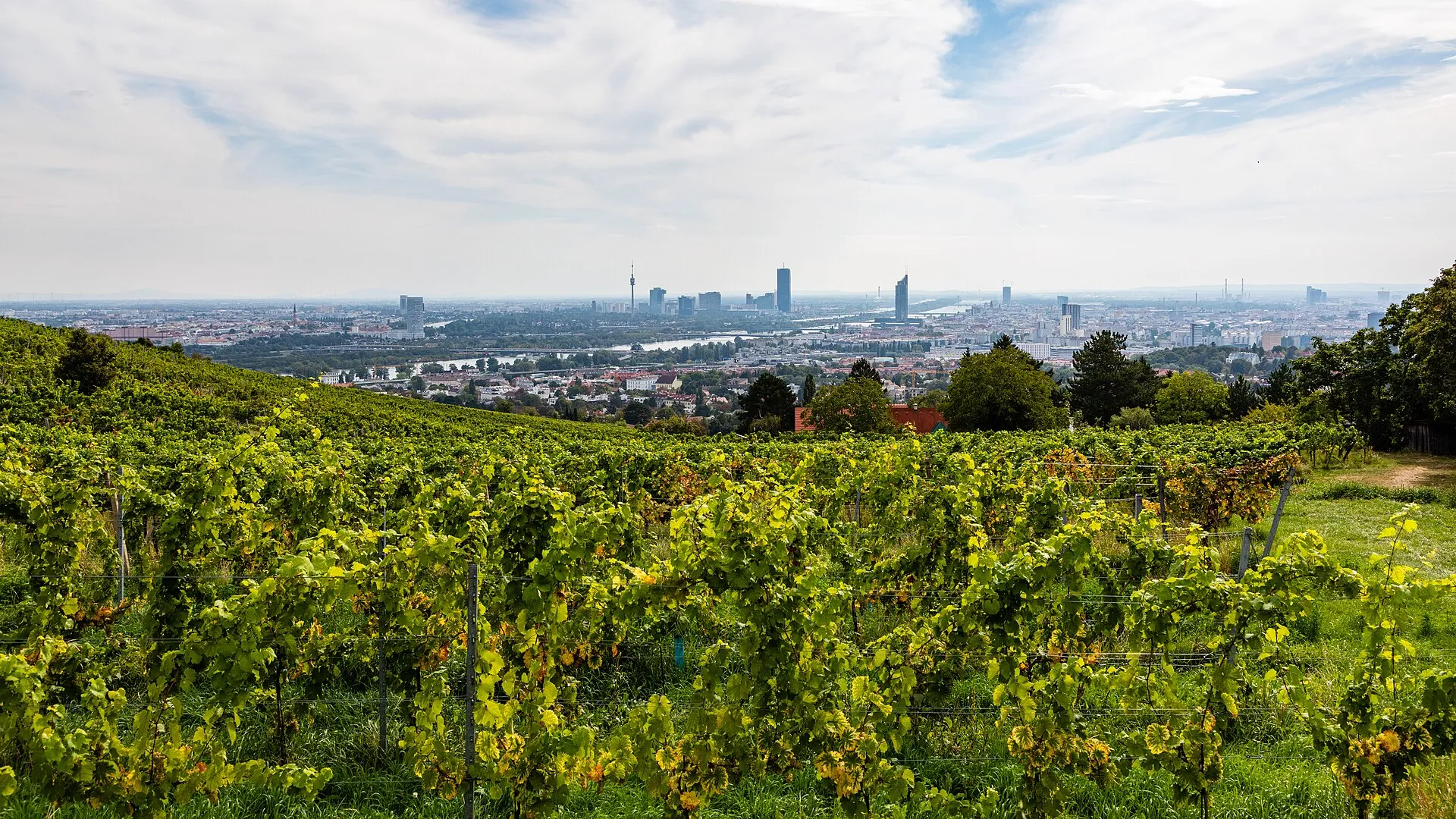 The Grinzing vineyards on the hills above Vienna, the city skyline behind