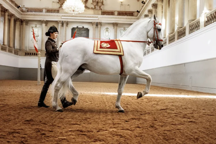 A Lipizzaner worked on the long rein
