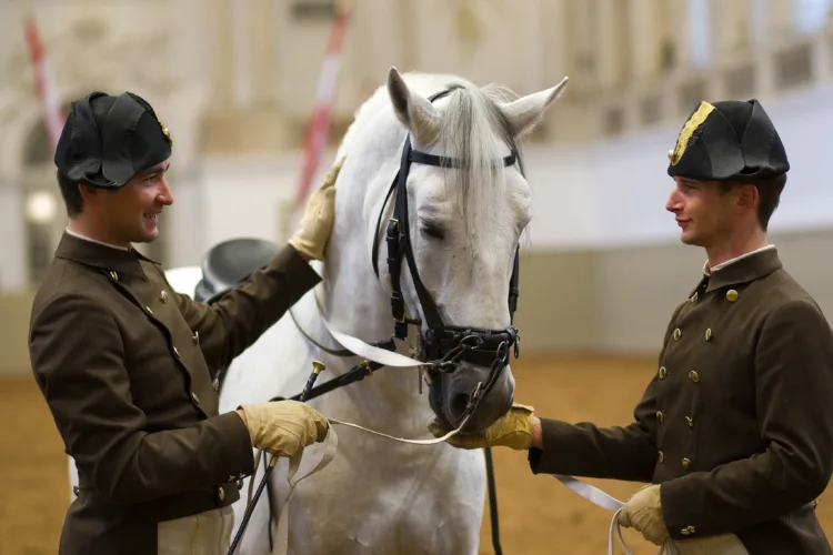 A hand offering a sugar cube to a Lipizzaner after training