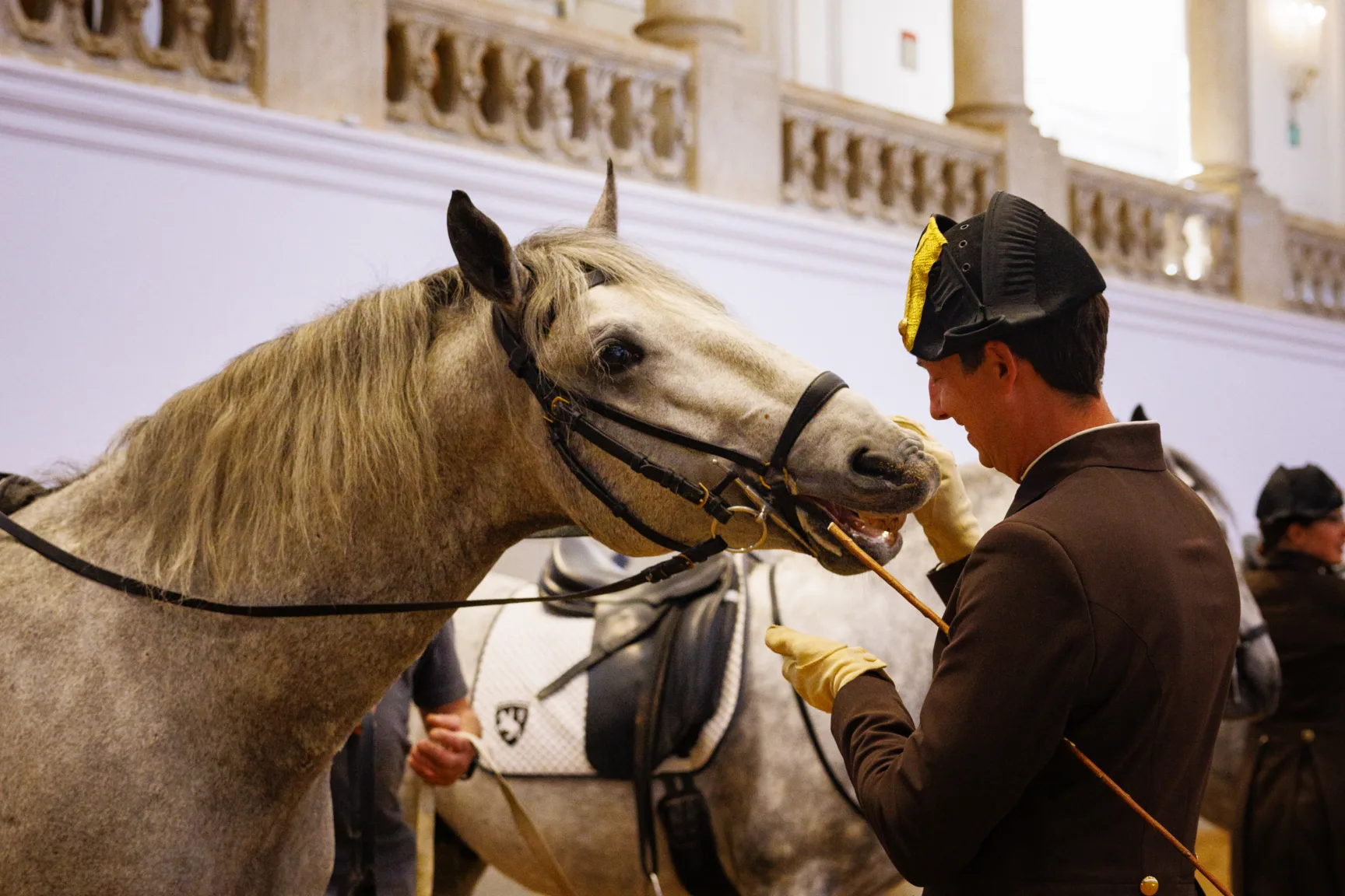 A rider training a Lipizzaner