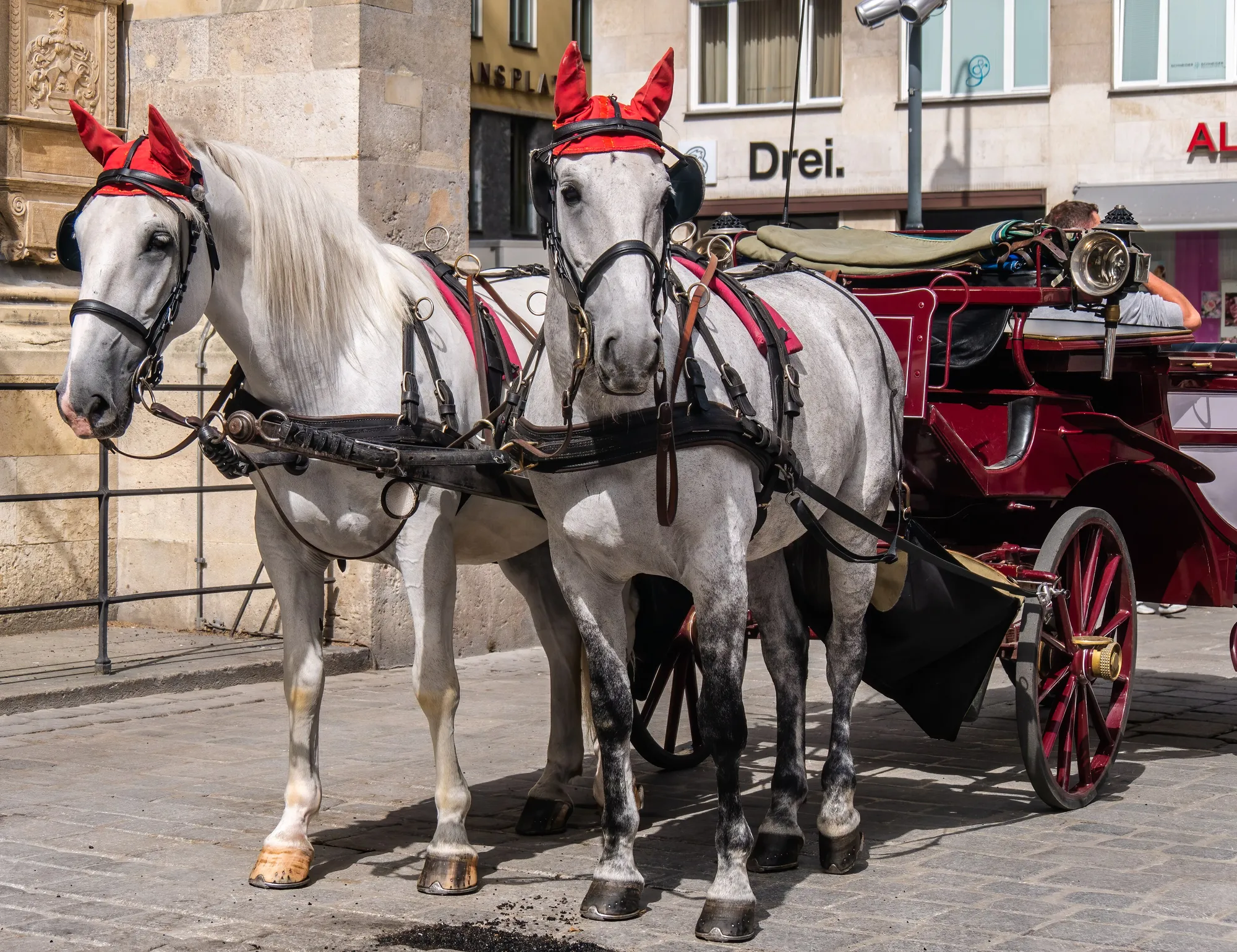 Two white Fiaker horses in harness, red plumes on their bridles, in front of a red-wheeled carriage.