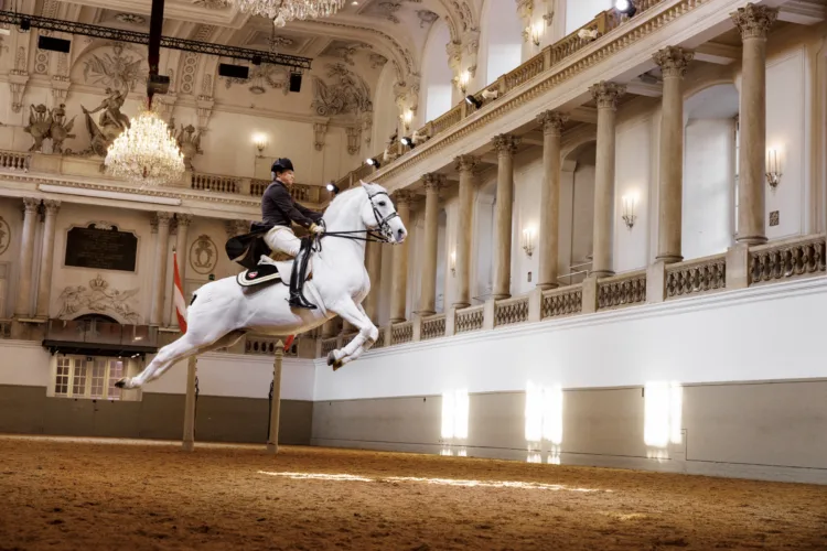 A Lipizzaner stallion in a capriole in the baroque Winter Riding School