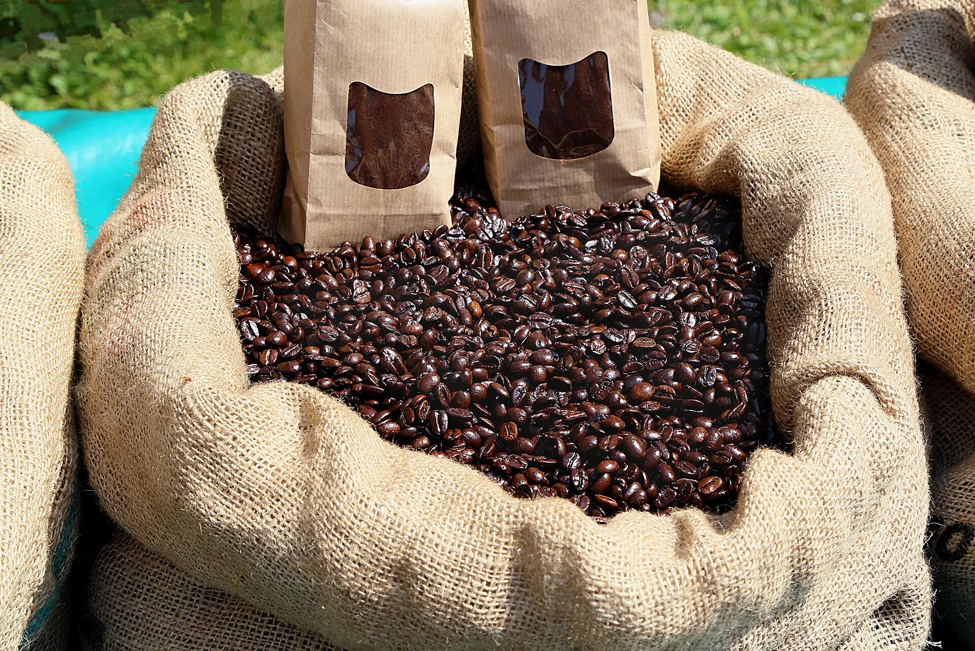 An open sack of dark roasted coffee beans