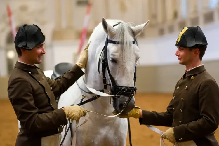 A hand offering a sugar cube to a Lipizzaner after training